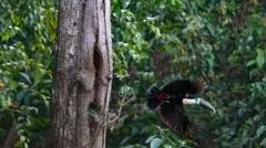 Déforestation ci Amazon: Li ci am ci Brazil ak 2026